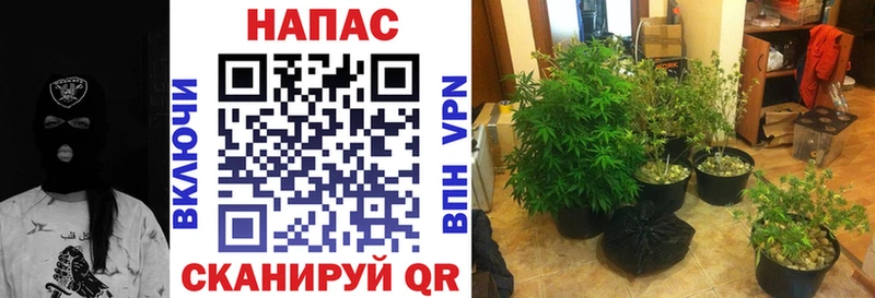 МАРИХУАНА семена  Суровикино 